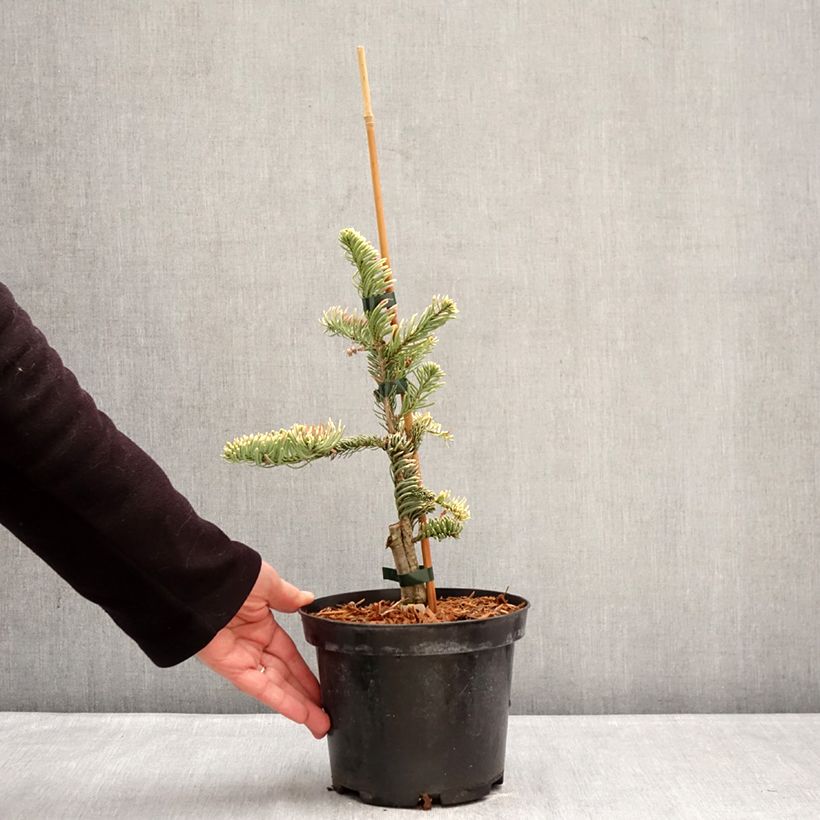 Abies procera Sherwoodii - Noble Fir 3L/4L pot sample as delivered in winter