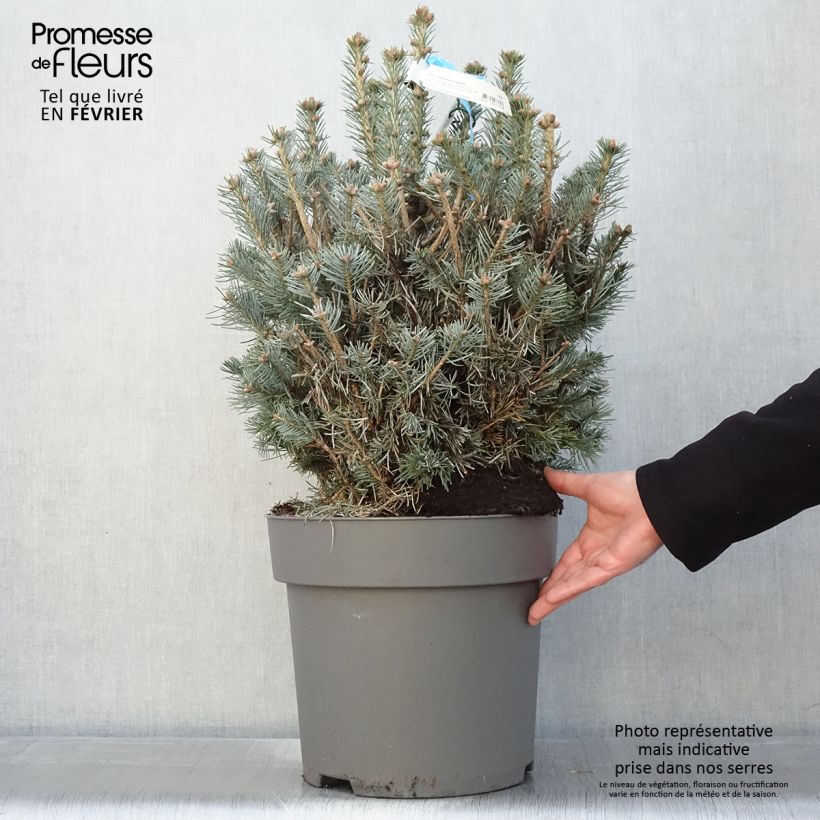 Abies lasiocarpa var. arizonica Compacta - Fir 6L/7L pot sample as delivered in winter