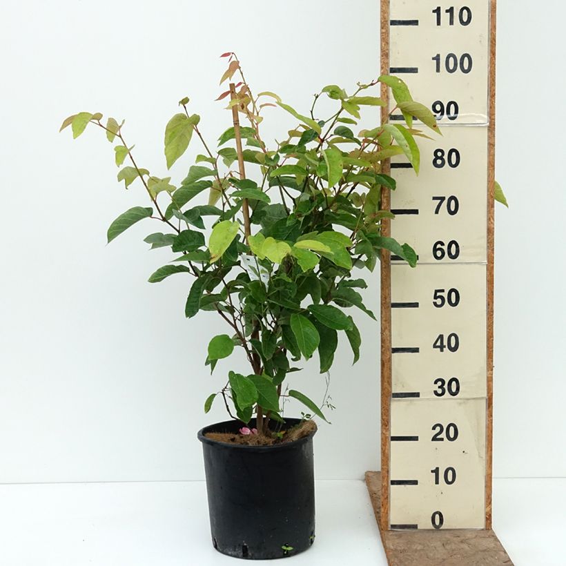 Sapium japonicum 7.5L/10L pot sample as delivered in autumn