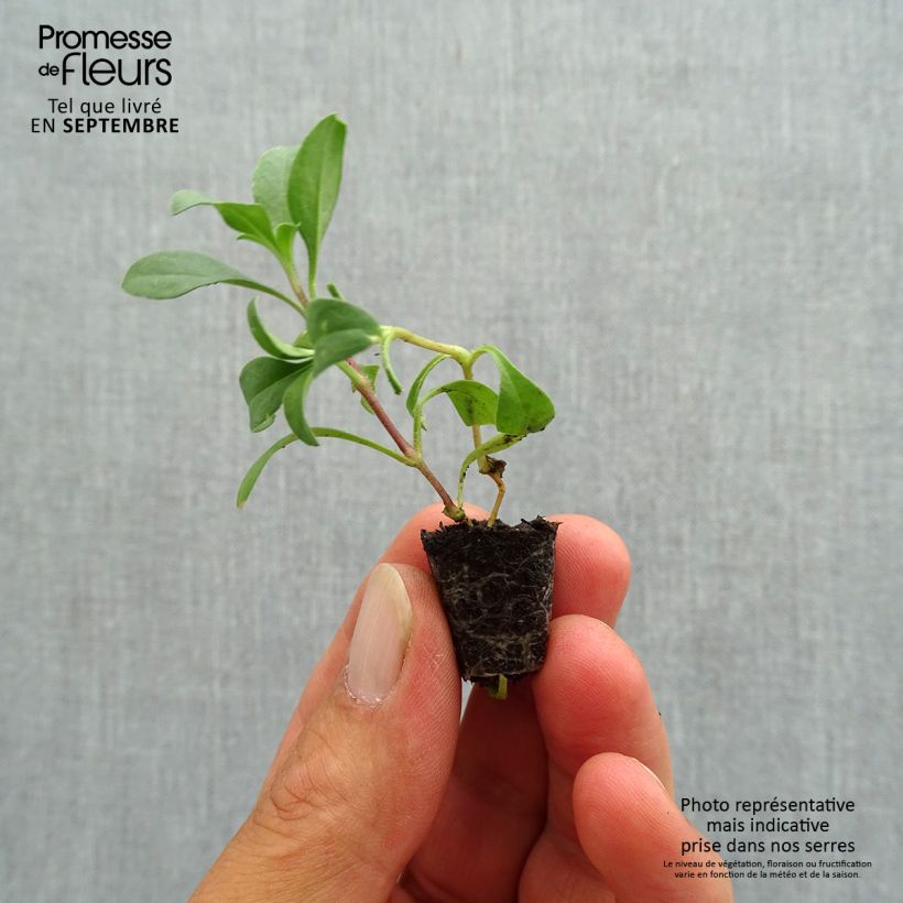 Saponaria ocymoides Plug plant 1.5/2.5 cm sample as delivered in autumn