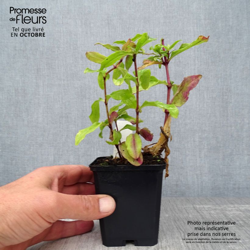 Saponaria officinalis Alba Plena 8/9 cm pot sample as delivered in autumn
