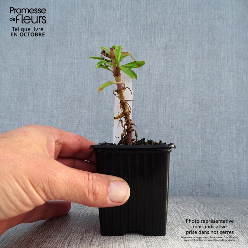 Saponaria officinalis Rosea Plena 8/9 cm pot sample as delivered in autumn