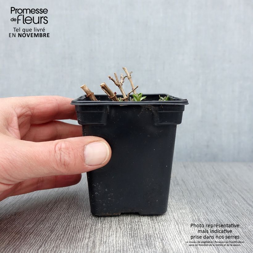 Saponaria officinalis 7/8 cm pot sample as delivered in autumn