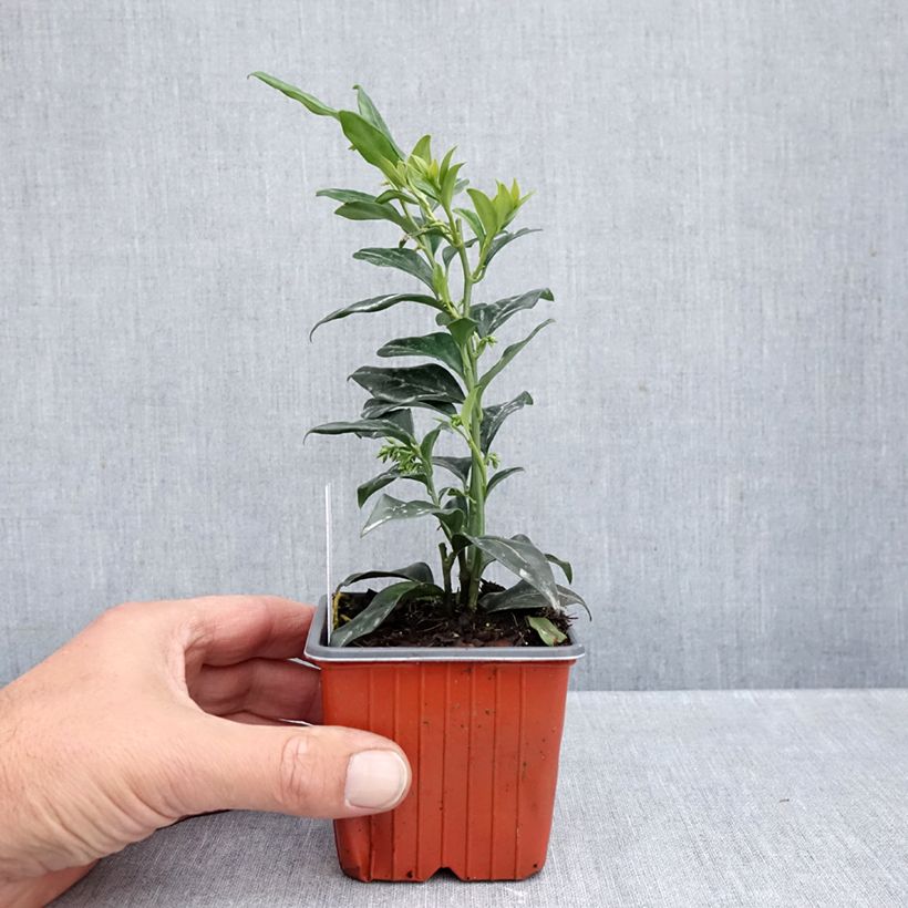 Sarcococca confusa 8/9 cm pot sample as delivered in autumn