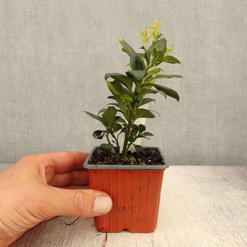 Sarcococca confusa 8/9 cm pot sample as delivered in spring