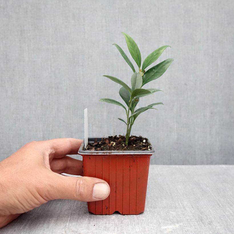 Sarcococca ruscifolia Dragon Gate 8/9 cm pot sample as delivered in autumn