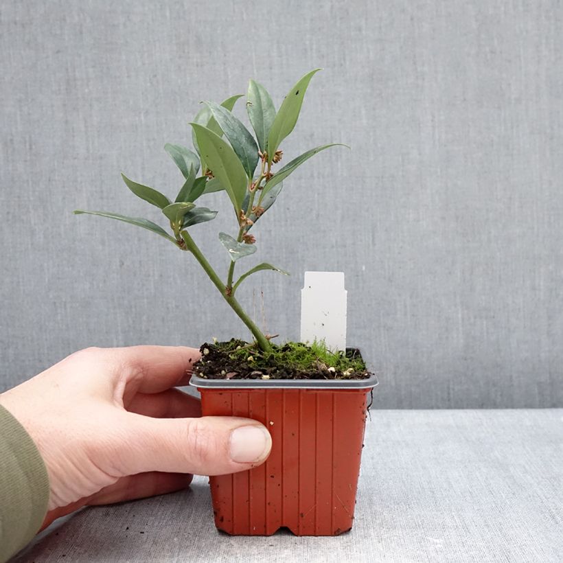 Sarcococca ruscifolia Dragon Gate 8/9 cm pot sample as delivered in winter