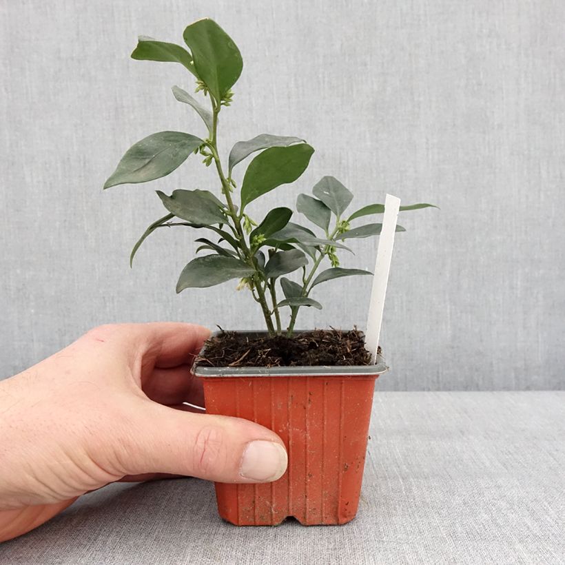 Sarcococca hookeriana humilis 8/9 cm pot sample as delivered in winter