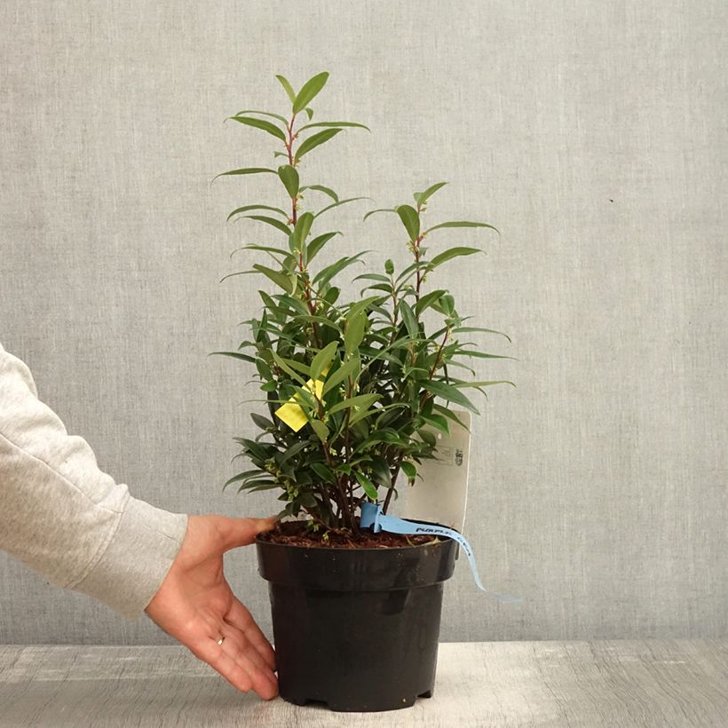 Sarcococca hookeriana Purple Gem 3L/4L pot sample as delivered in autumn