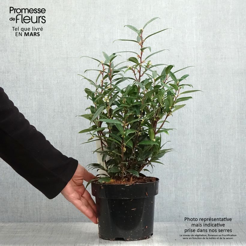 Sarcococca hookeriana Purple Gem 3L/4L pot sample as delivered in spring