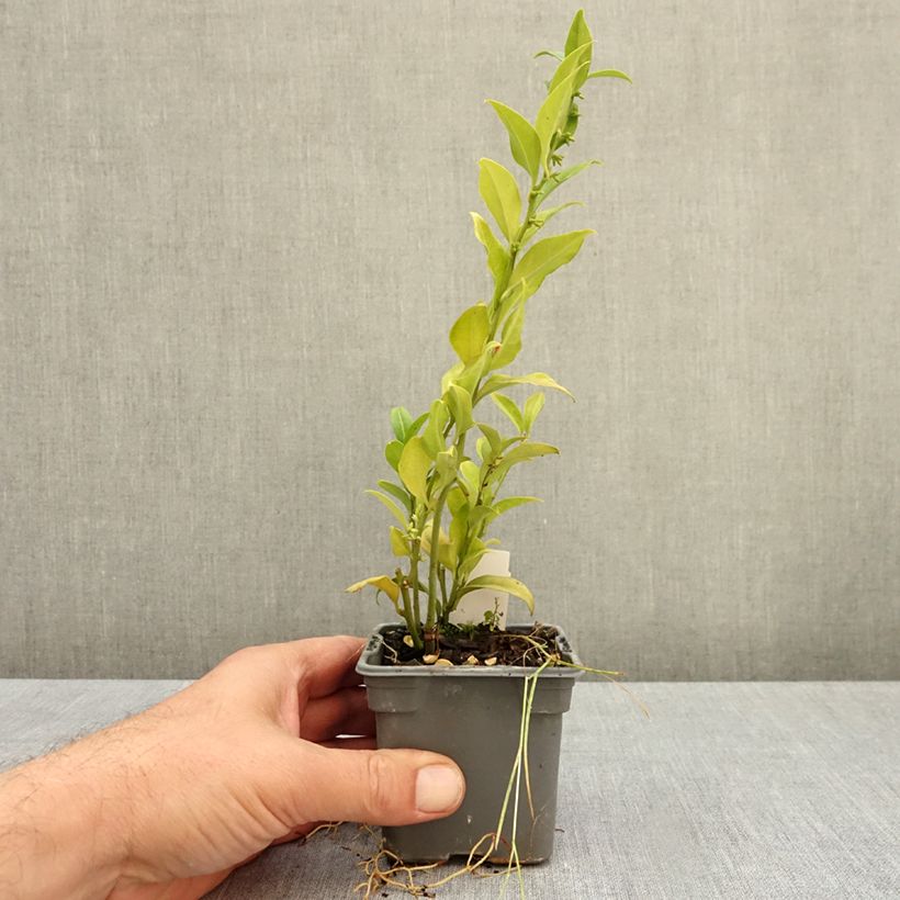 Sarcococca ruscifolia 8/9 cm pot sample as delivered in autumn