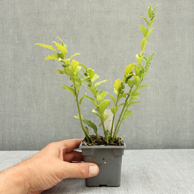 Sarcococca ruscifolia 8/9 cm pot sample as delivered in summer