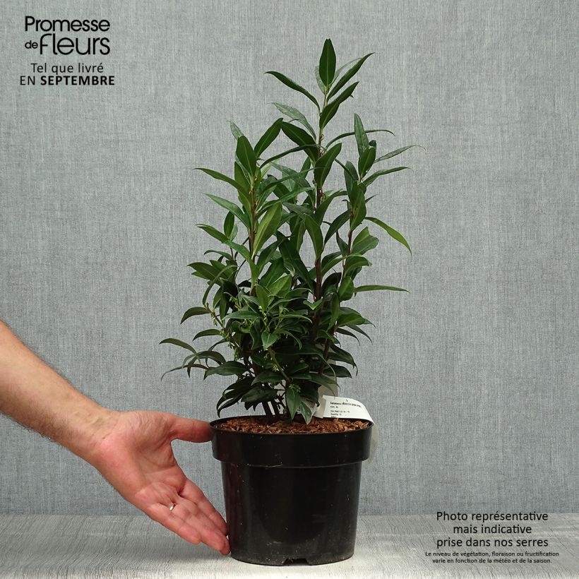 Sarcococca hookeriana Winter Gem 2L/3L pot sample as delivered in autumn