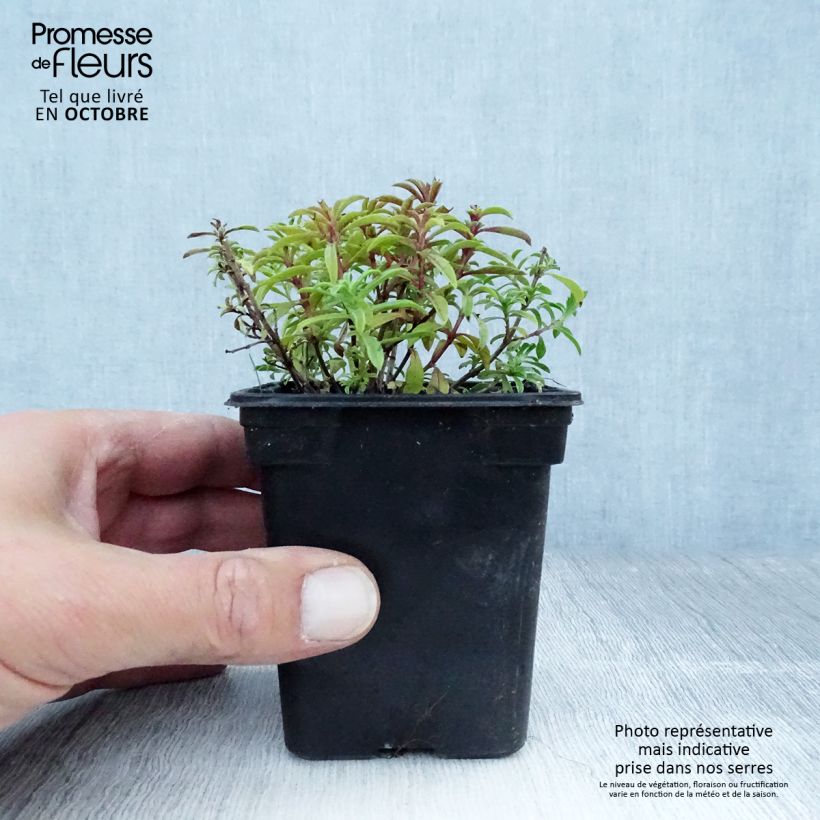 Organic Lemon Savory - Satureja montana citriodora 8/9 cm pot sample as delivered in autumn