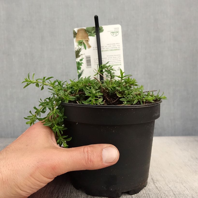 Satureja spicigera  1.5L/2L pot sample as delivered in spring