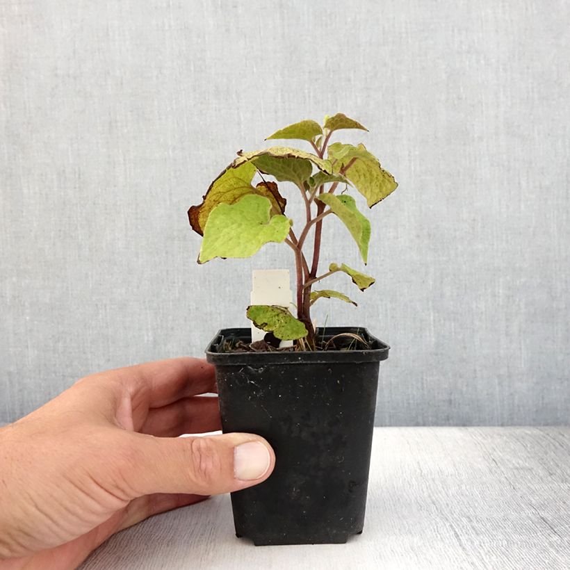 Saruma henryi  8/9 cm pot sample as delivered in summer