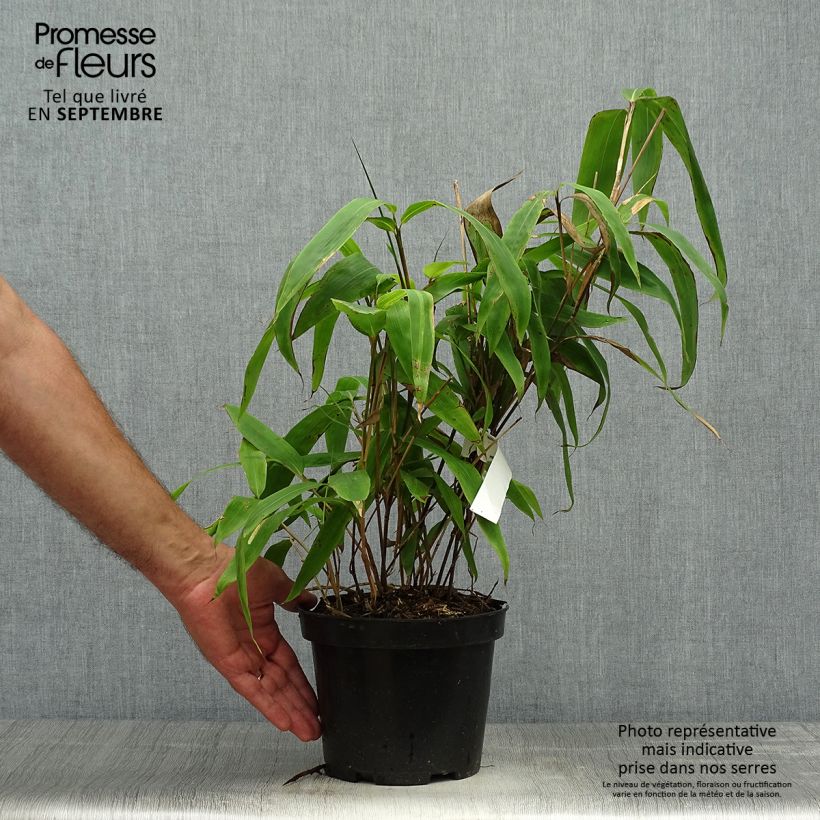 Sasa tessellata 3L/4L pot sample as delivered in autumn