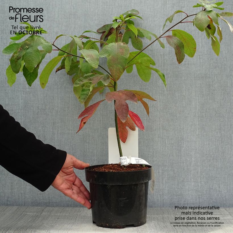 Sassafras albidum 3L/4L pot sample as delivered in autumn