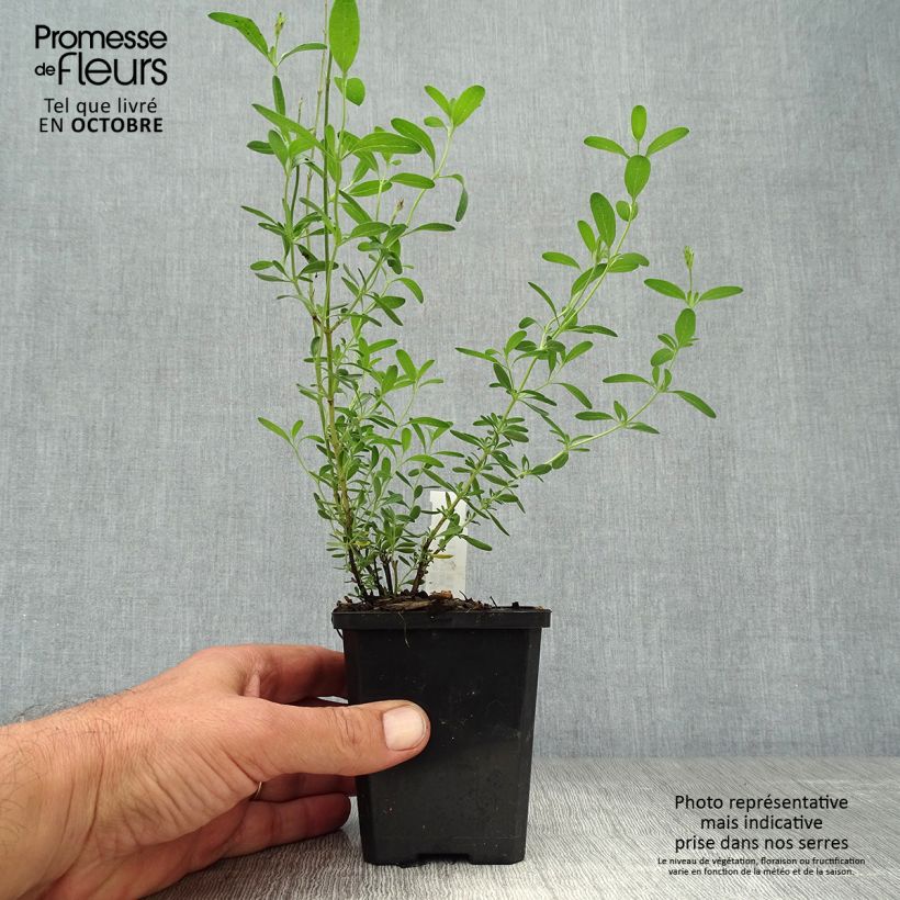 Salvia microphylla Blue Note 8/9 cm pot sample as delivered in autumn