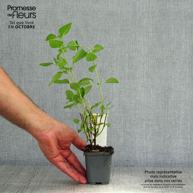 Salvia microphylla Cerro Potosi 7/8 cm pot sample as delivered in autumn