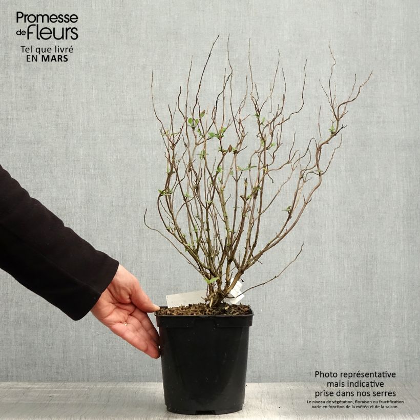 Salvia microphylla Cerro Potosi 2L/3L pot sample as delivered in spring