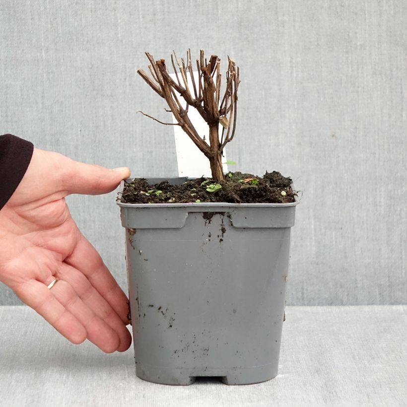 Salvia jamensis Flammenn 2L/3L pot sample as delivered in autumn