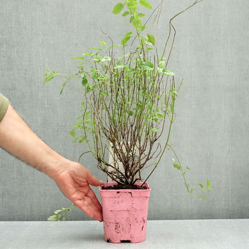 Salvia jamensis Mighty Pink’ Malabar® 2L/3L pot sample as delivered in autumn