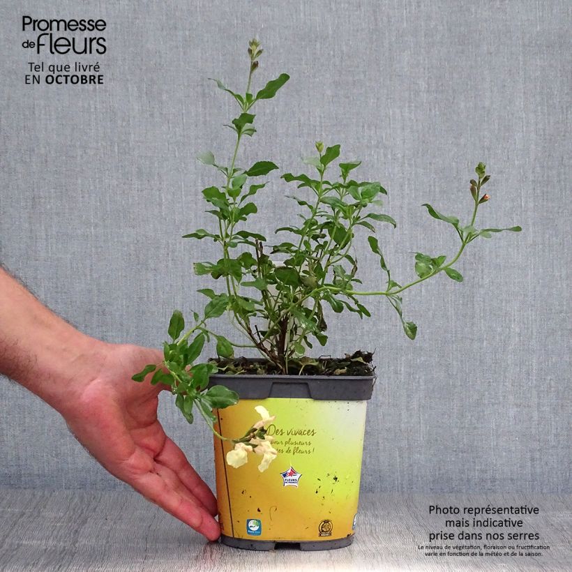 Salvia jamensis Melen 2L/3L pot sample as delivered in autumn