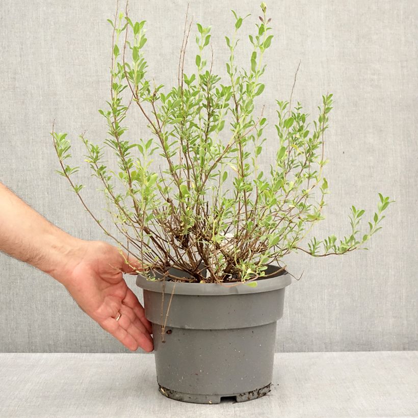 Salvia jamensis Melen 4L/5L pot sample as delivered in summer