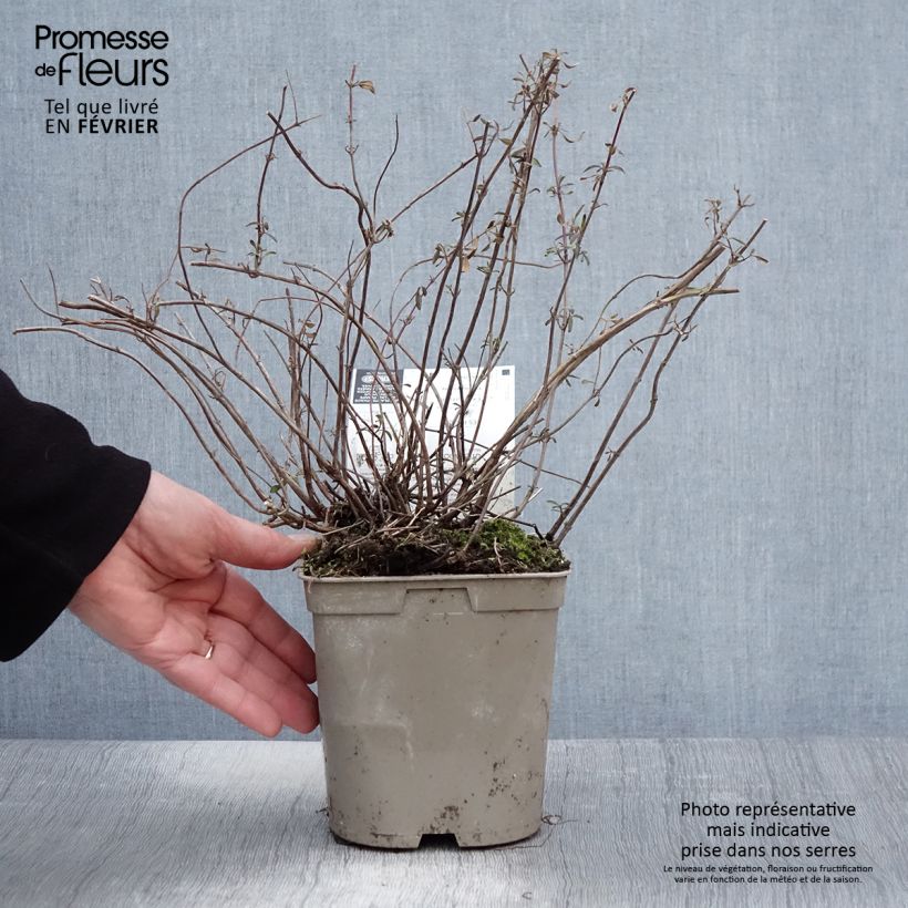 Salvia x microphylla 'Nachtvlinder' (Night Butterfly) 2L/3L pot sample as delivered in winter