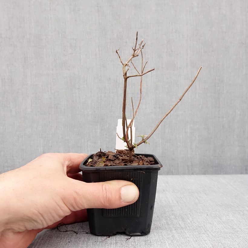 Salvia microphylla Pink Lips 8/9 cm pot sample as delivered in winter