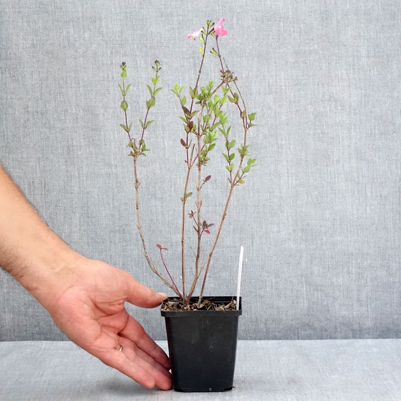 Salvia microphylla Pink Lips 8/9 cm pot sample as delivered in summer