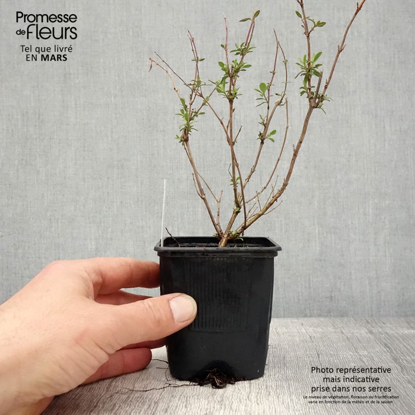 Salvia jamensis Reve Rouge 8/9 cm pot sample as delivered in spring