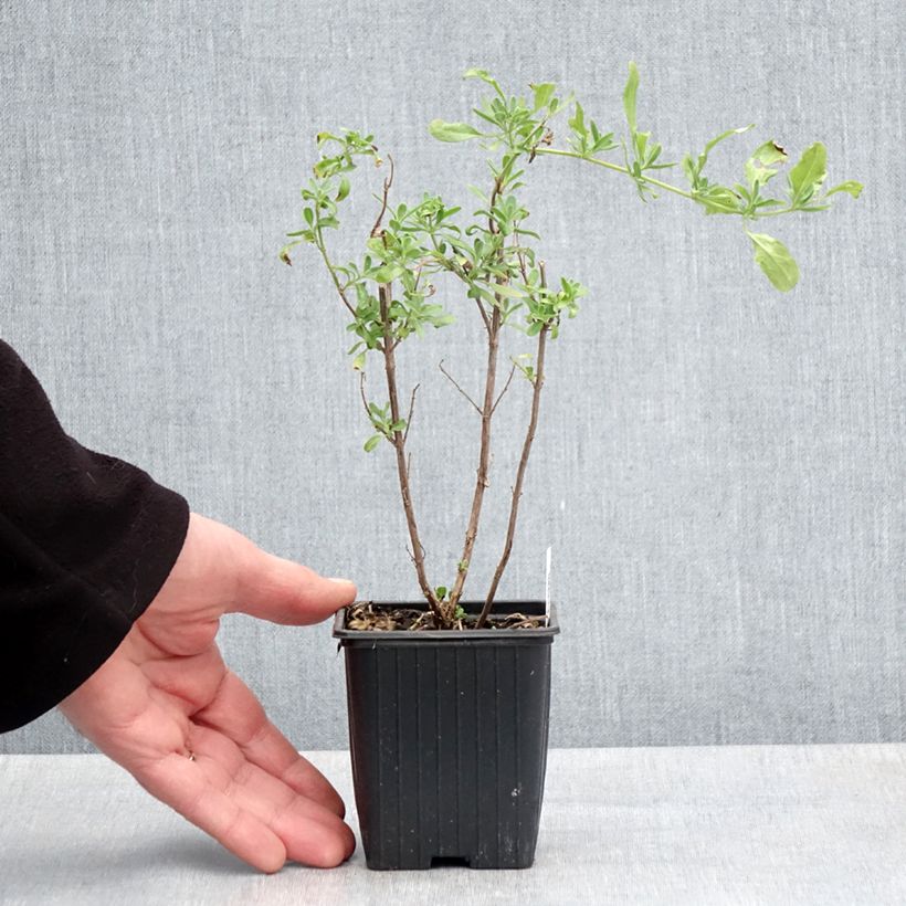 Salvia greggii Sungold (Devon Cream) 8/9 cm pot sample as delivered in spring