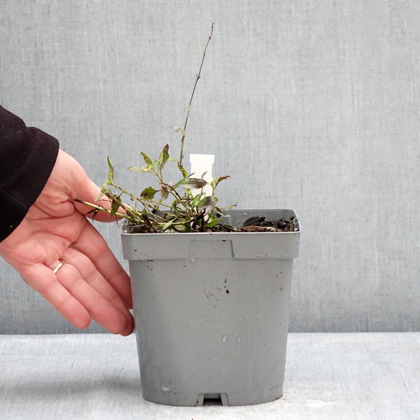 Salvia jamensis Raspberry Royale 2L/3L pot sample as delivered in winter