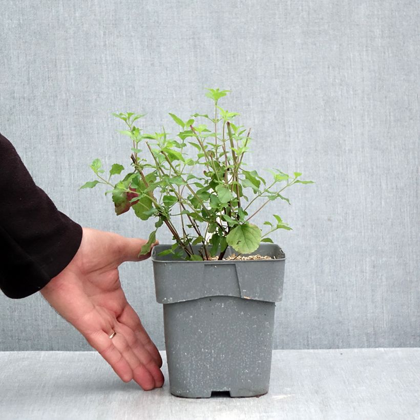 Salvia microphylla grahamii Hot Lips 2L/3L pot sample as delivered in autumn