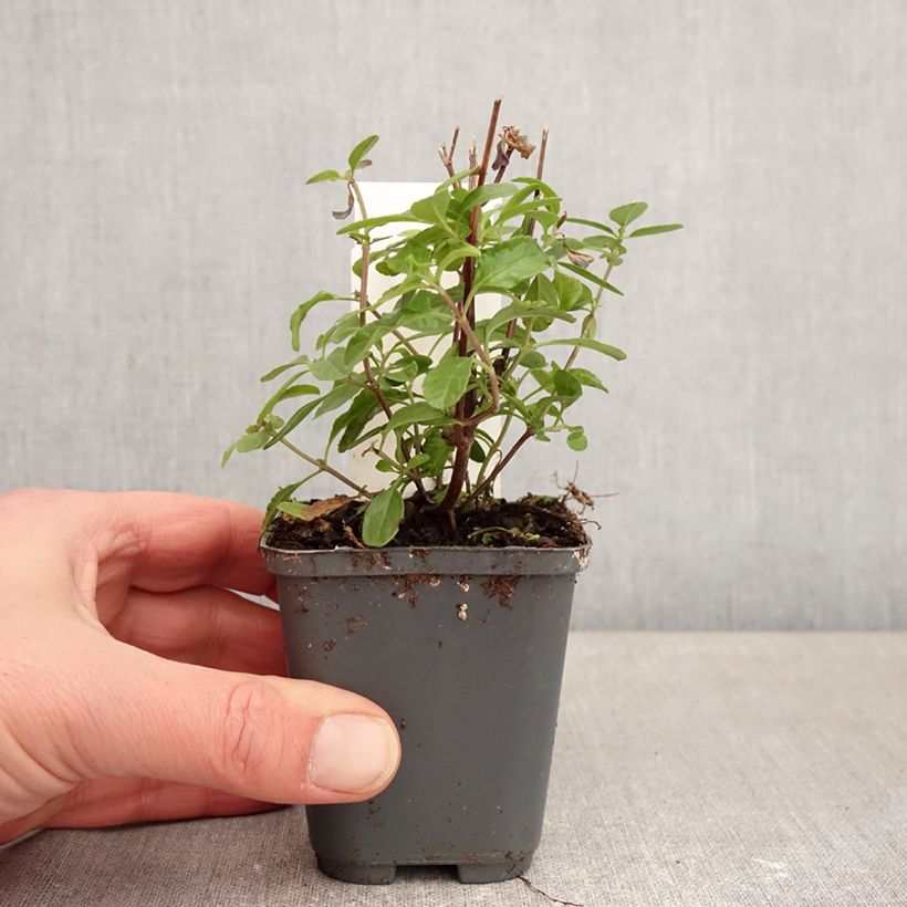 Salvia So Cool Pale Blue 8/9 cm pot sample as delivered in winter