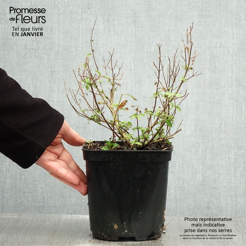 Salvia So Cool Pale Blue 3L/4L pot sample as delivered in winter