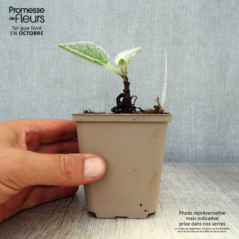 Salvia argentea  8/9 cm pot sample as delivered in autumn