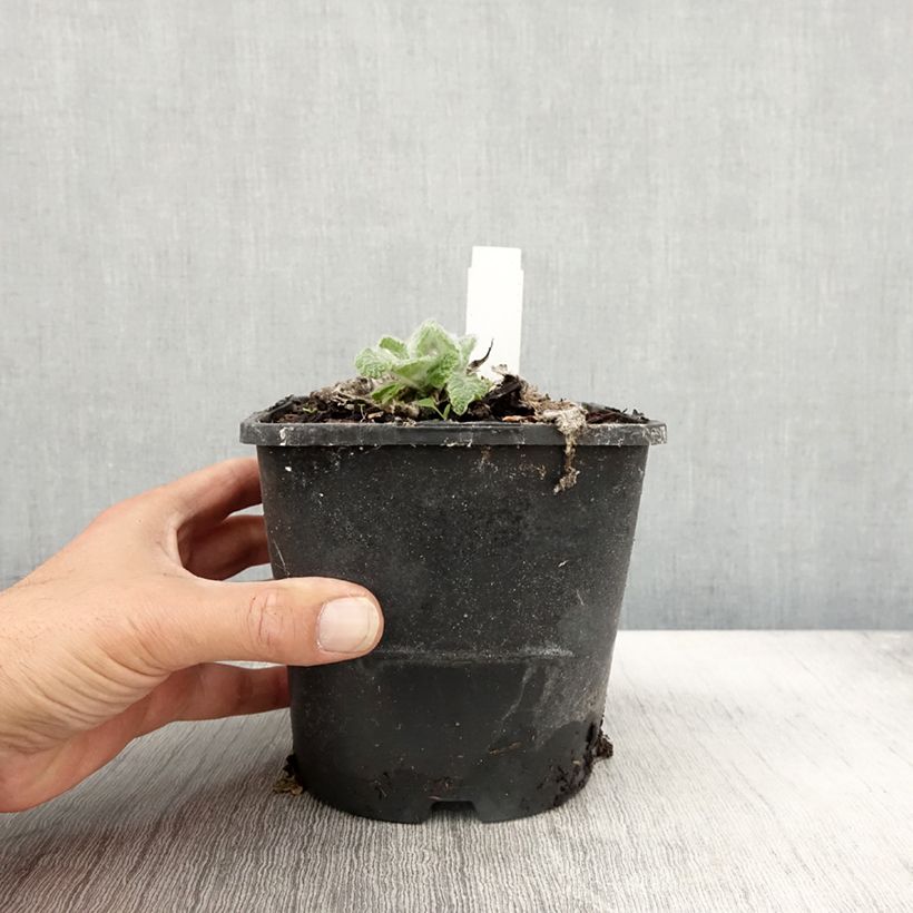 Salvia argentea  1.5L/2L pot sample as delivered in autumn