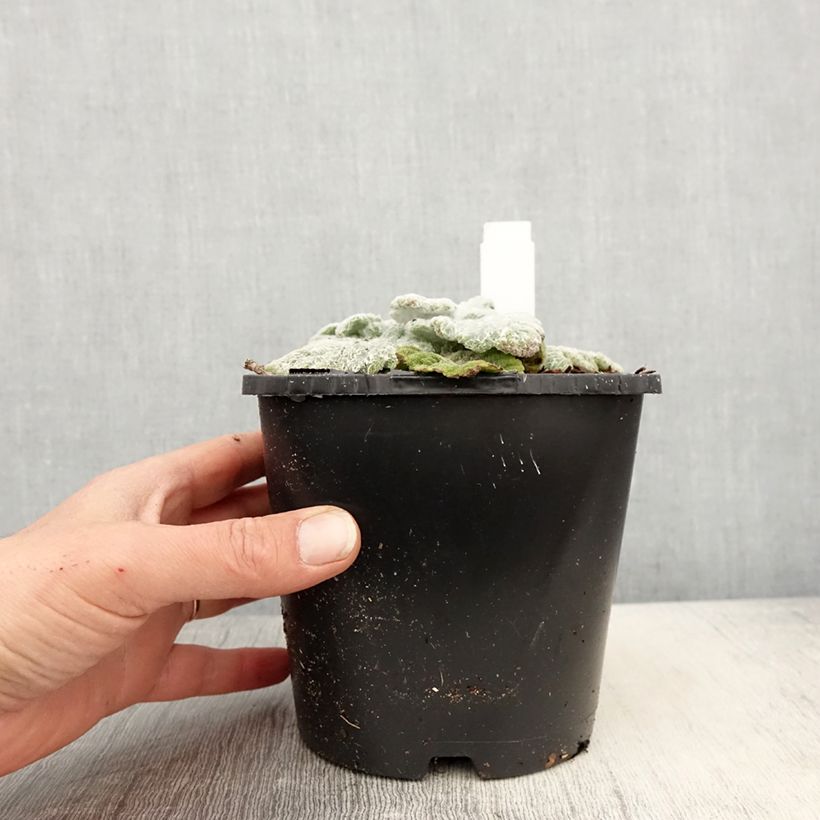 Salvia argentea  1.5L/2L pot sample as delivered in spring