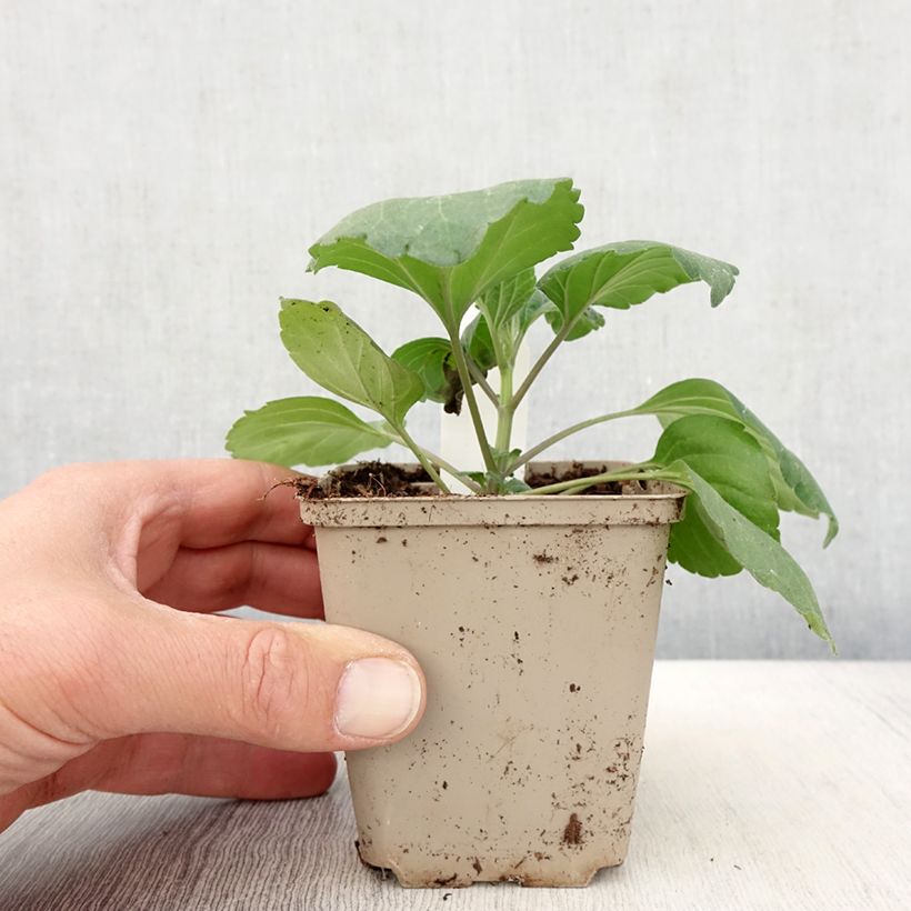 Salvia farinacea Big Blue 8/9 cm pot sample as delivered in spring
