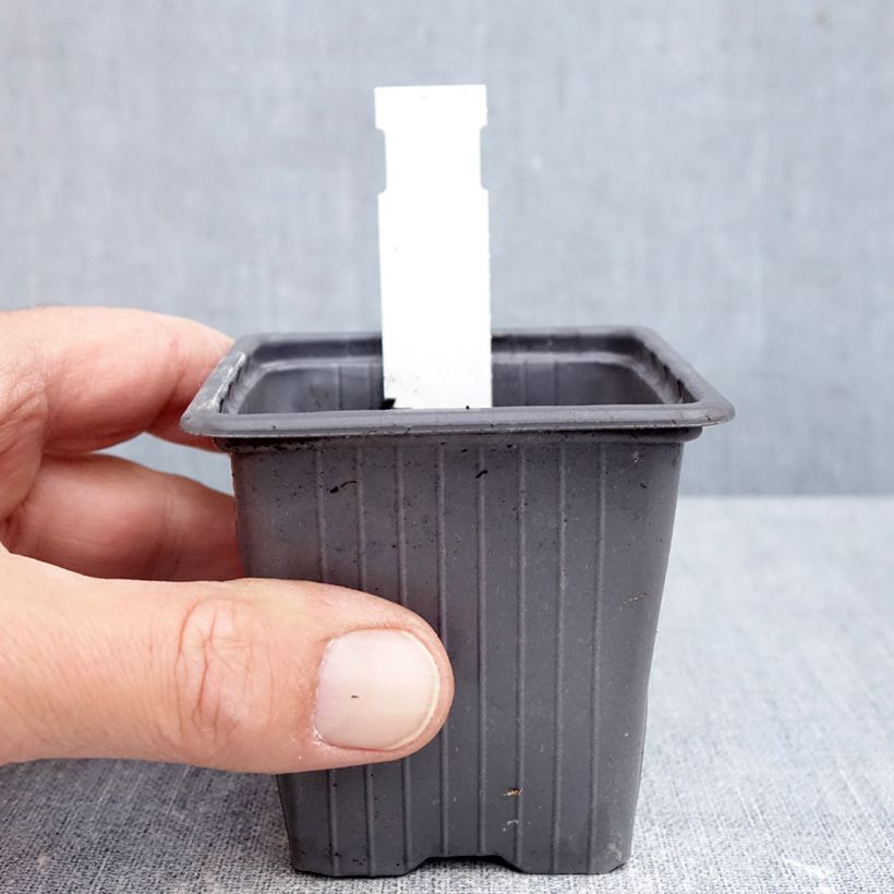 Salvia candidissima  8/9 cm pot sample as delivered in autumn