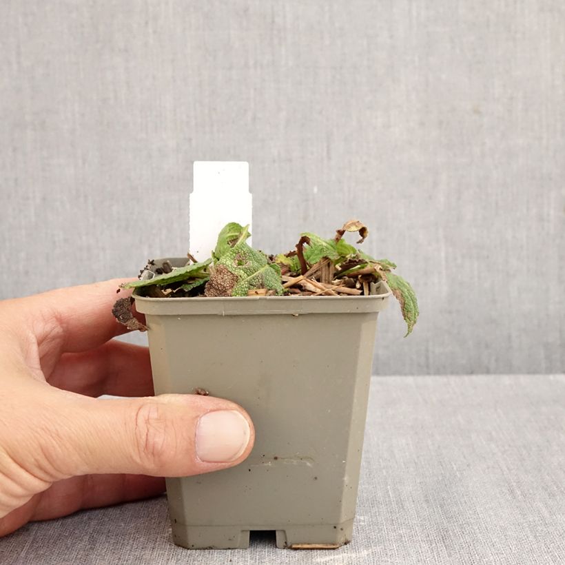 Salvia nemorosa Colourspires Crystal Blue - Woodland Sage 8/9 cm pot sample as delivered in autumn