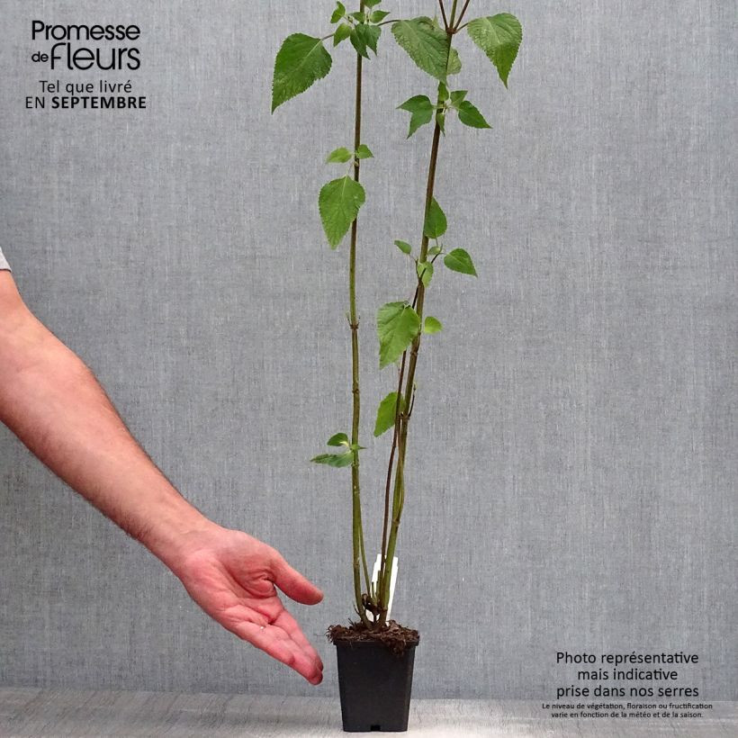 Salvia guaranitica Amistad violet 8/9 cm pot sample as delivered in autumn