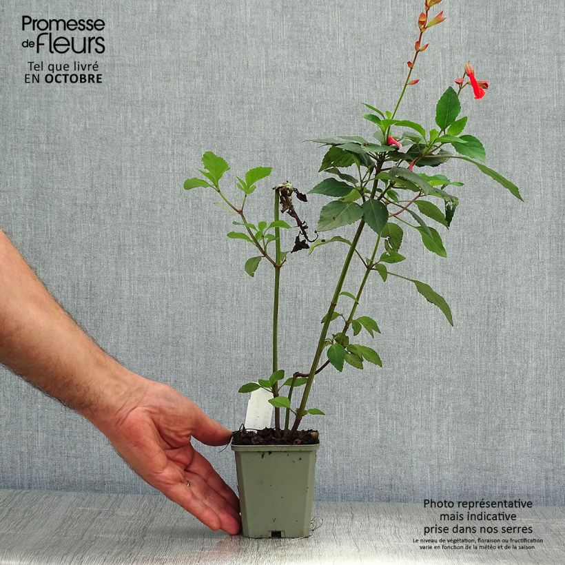 Salvia hybrida Embers Wish 8/9 cm pot sample as delivered in autumn