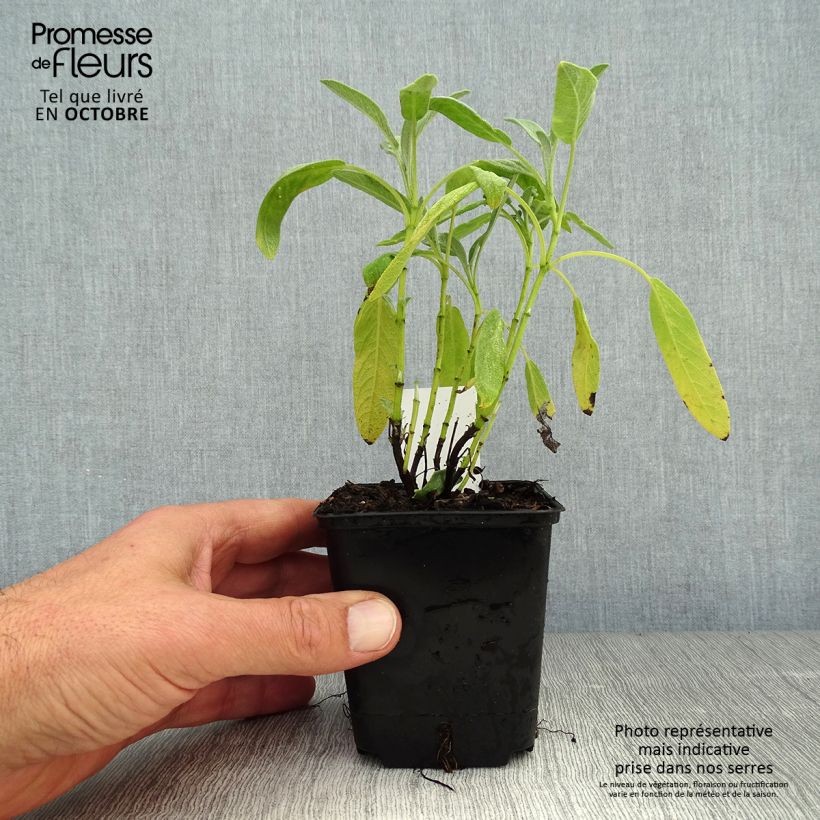 Salvia officinalis Albiflora 8/9 cm pot sample as delivered in autumn