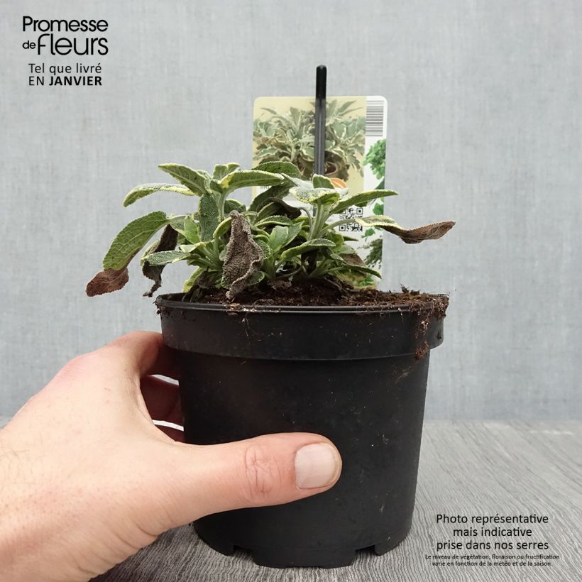 Salvia officinalis Berggarten Variegated 1.5L/2L pot sample as delivered in winter