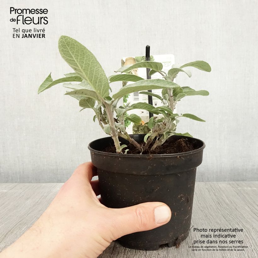 Salvia officinalis Maxima 1.5L/2L pot sample as delivered in winter