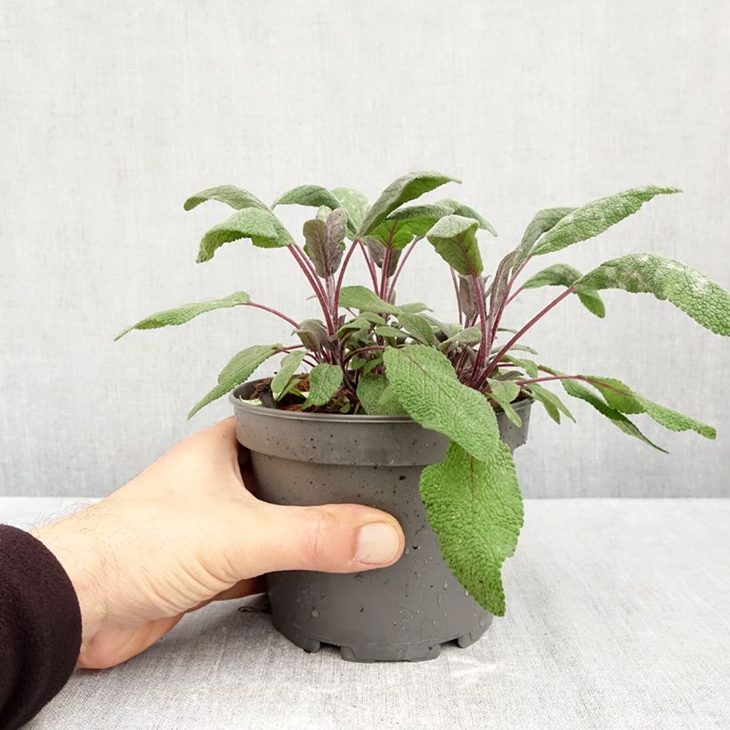 Salvia officinalis Purpurascens 1.5L/2L pot sample as delivered in autumn